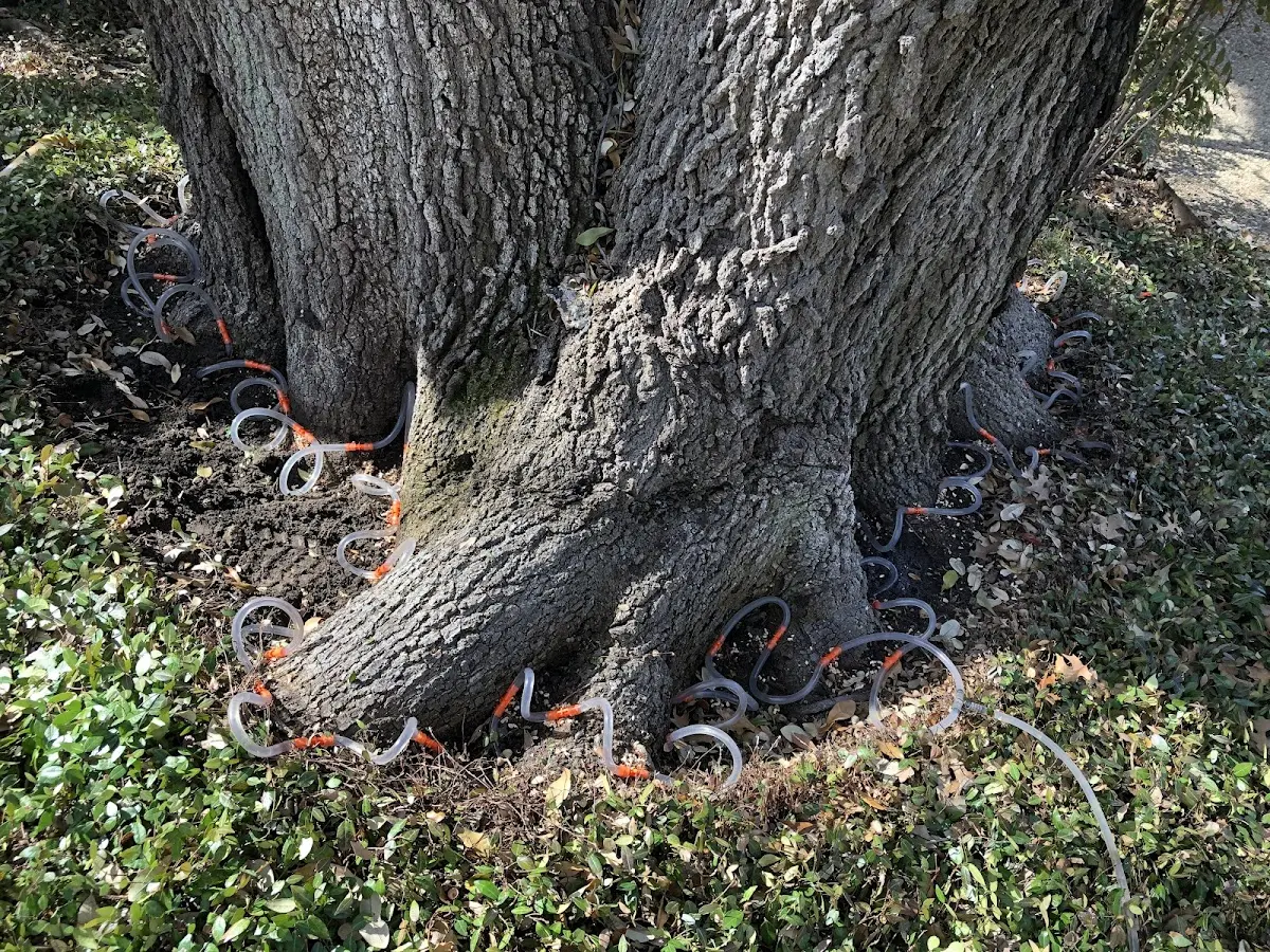 Detailed Shrub and Hedge Trimming job site in Ball
