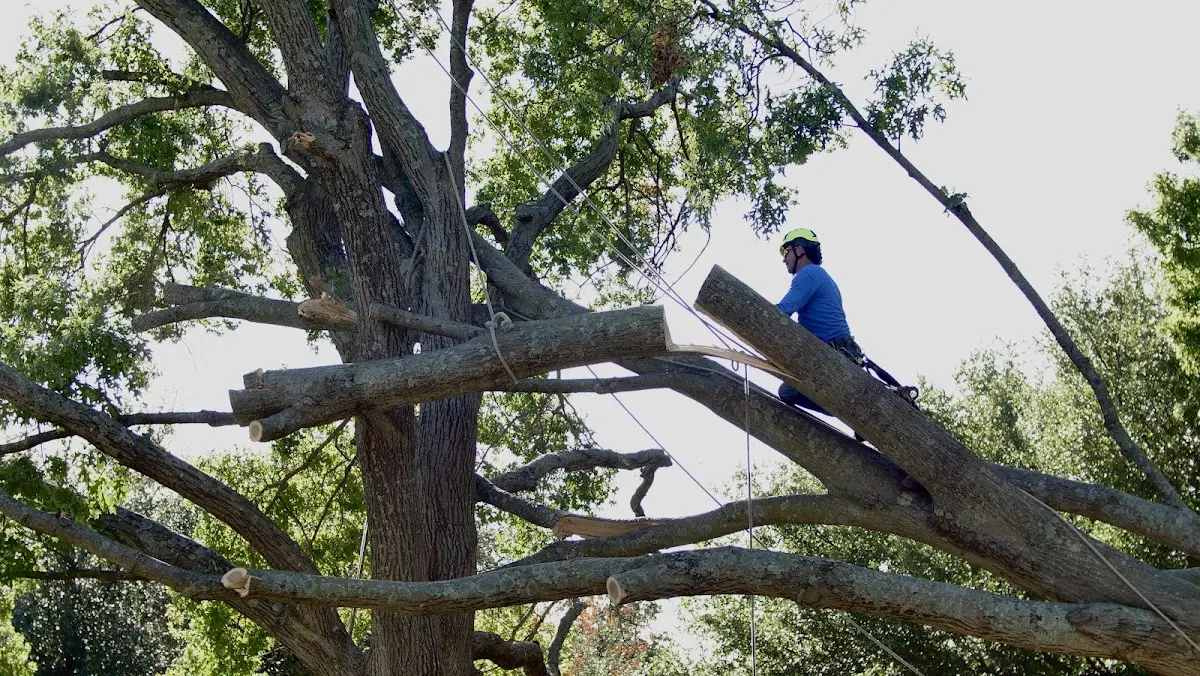 Professional Hazardous Tree Removal performed by certified arborists in Ball